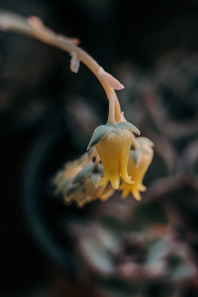 The white and yellow bud close-up photography
